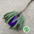 Protea 'Banksia' (Hookeri) (Purple) (Various Lengths)