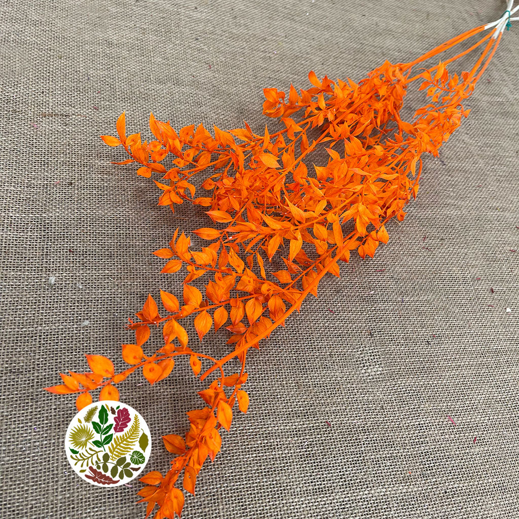 Ruscus 'Wild' (Coloured) (DRY) (x5)