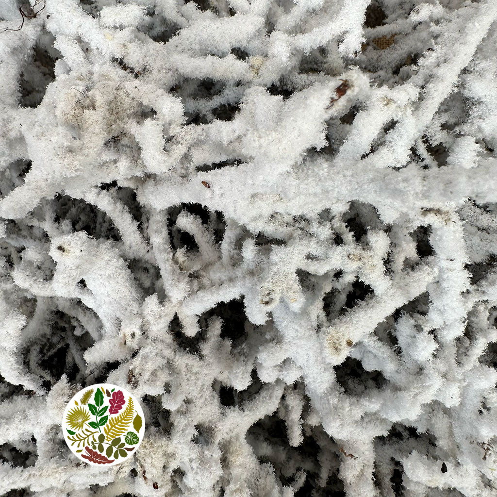 Bonsai &#39;Pieces&#39; (Snow) (DRY) Box