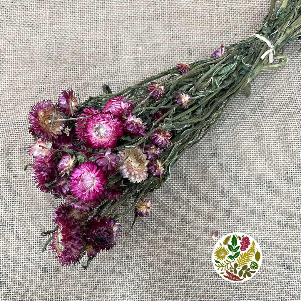 Helichrysum &#39;Flower&#39; (DRY) (Various Colours) 50cm