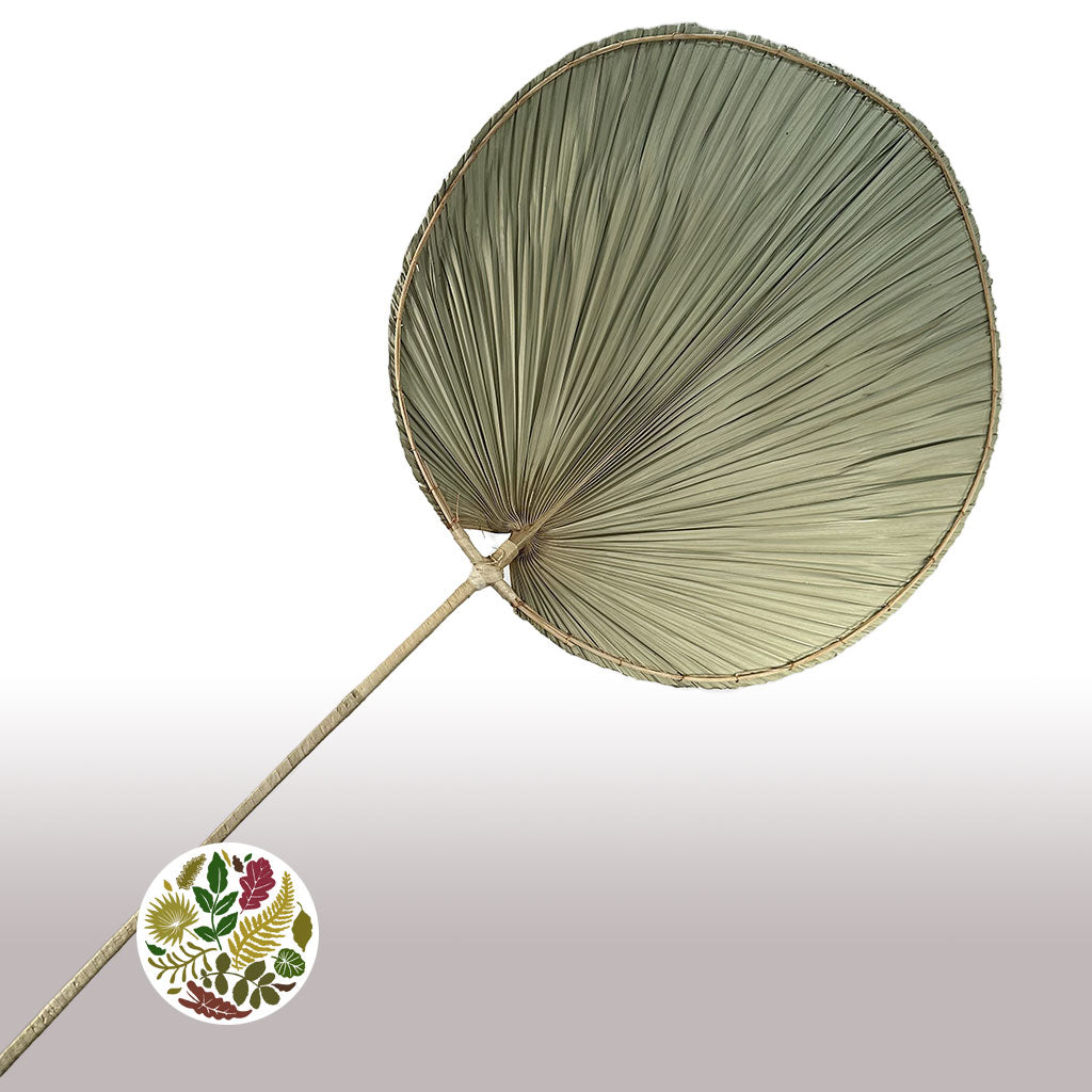 Palm &#39;Oval&#39; (Natural) (DRY) (W46cm x H115cm) (Per stem)