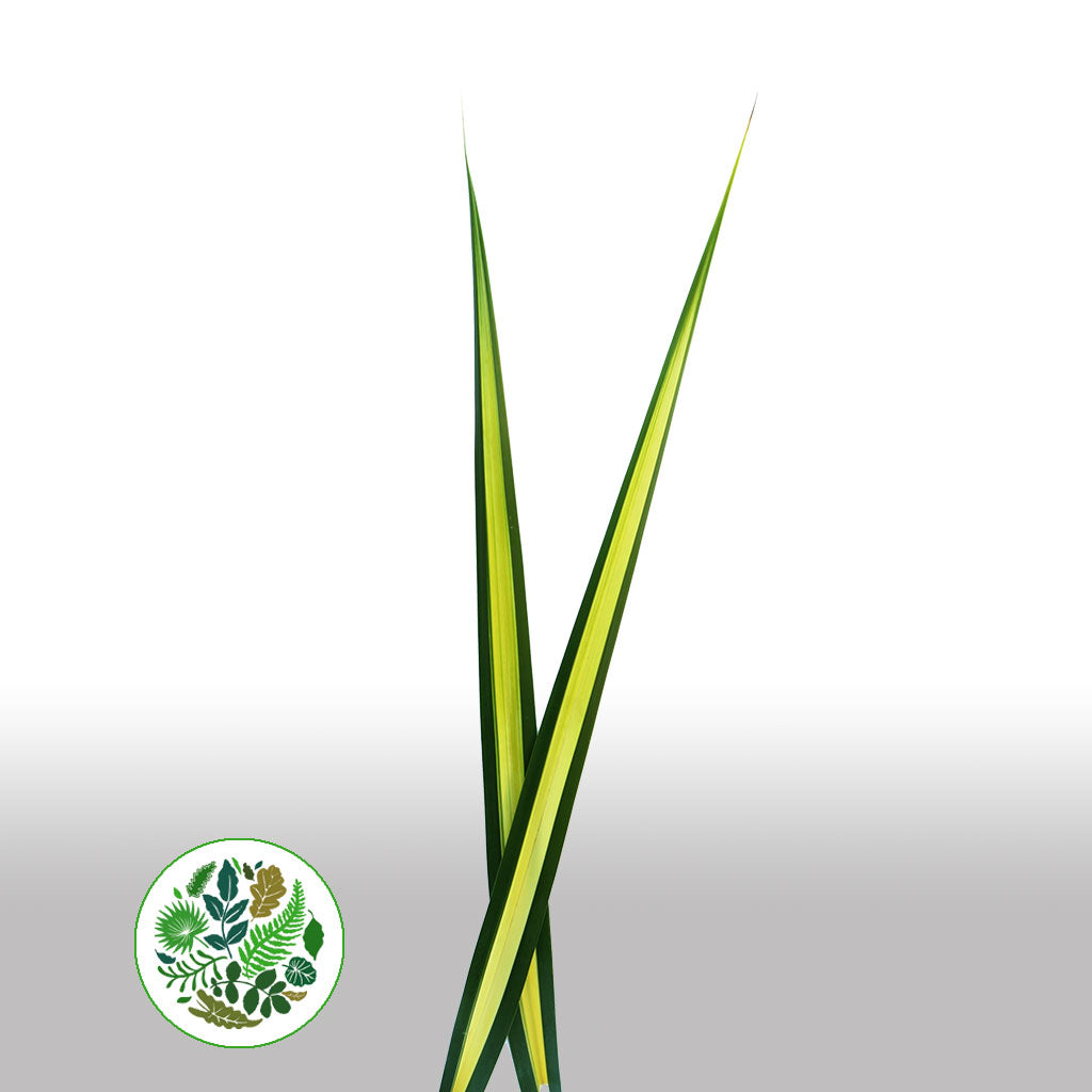 Pandanus (Variegated) 'Leaves' (Various Sizes)