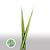 Pandanus (Variegated) 'Leaves' (Various Sizes)