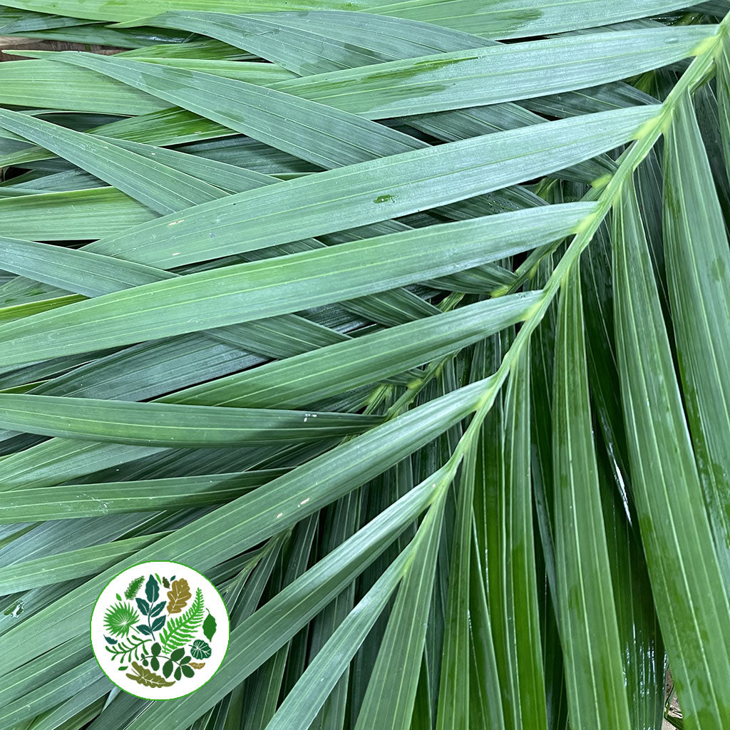 Palm &#39;Kentia&#39; Leaves (Various Sizes)