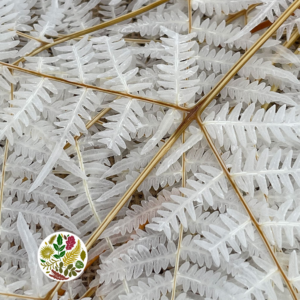 Fern &#39;Bracken&#39; (Bleached) (DRY) 60-70cm (Various Sizes)