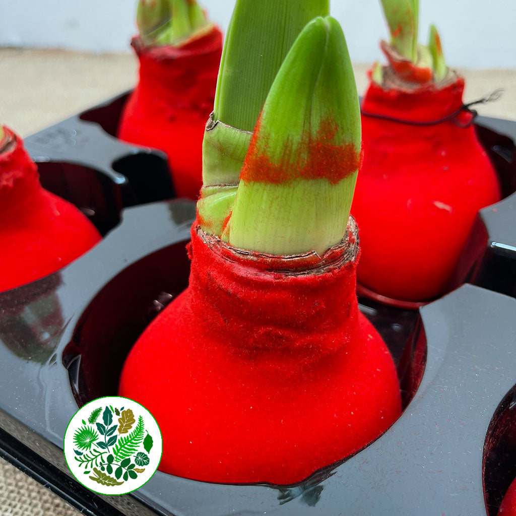 Wax 'Amaryllis' (Various Colours)