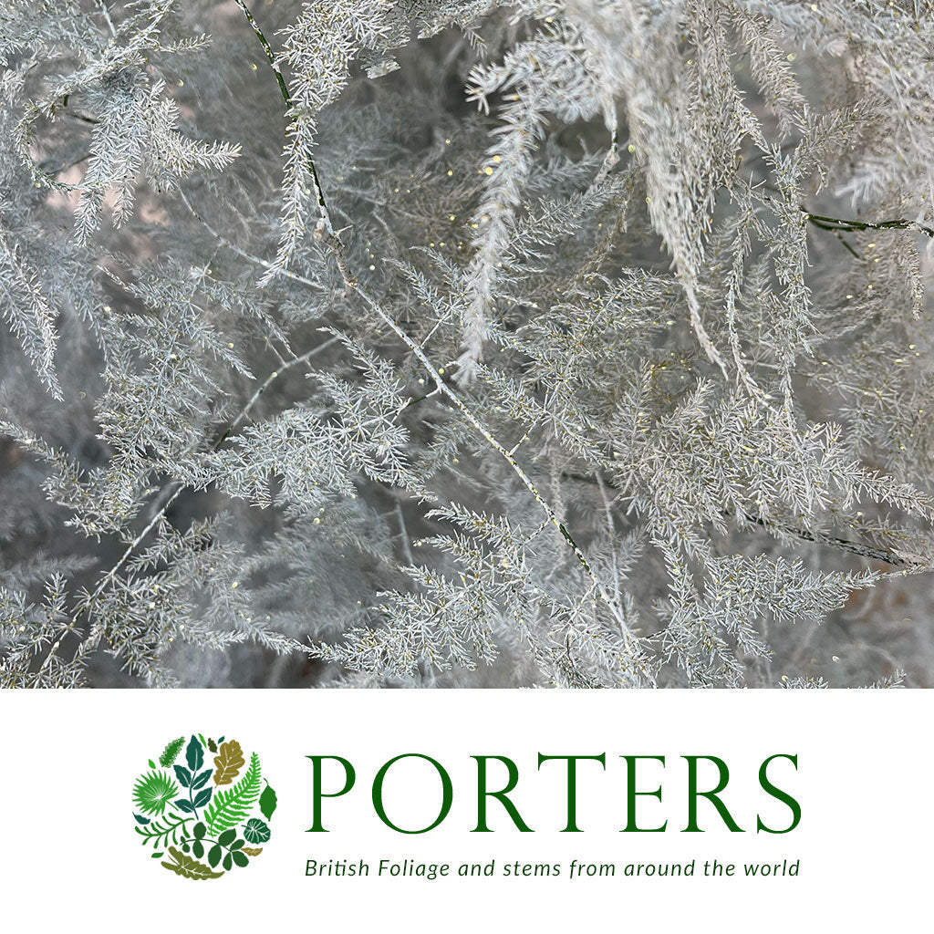 Fern &#39;Asparagus&#39; (Painted/Glitter) 65cm (Various Colours) (x50)