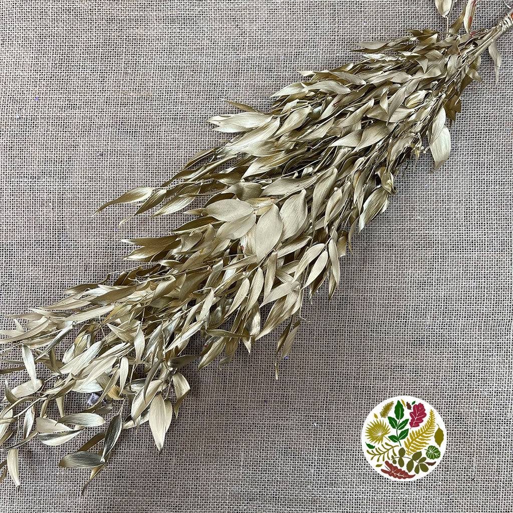 Ruscus 'Trailing' (Preserved & Painted) (DRY) (Various Colours)