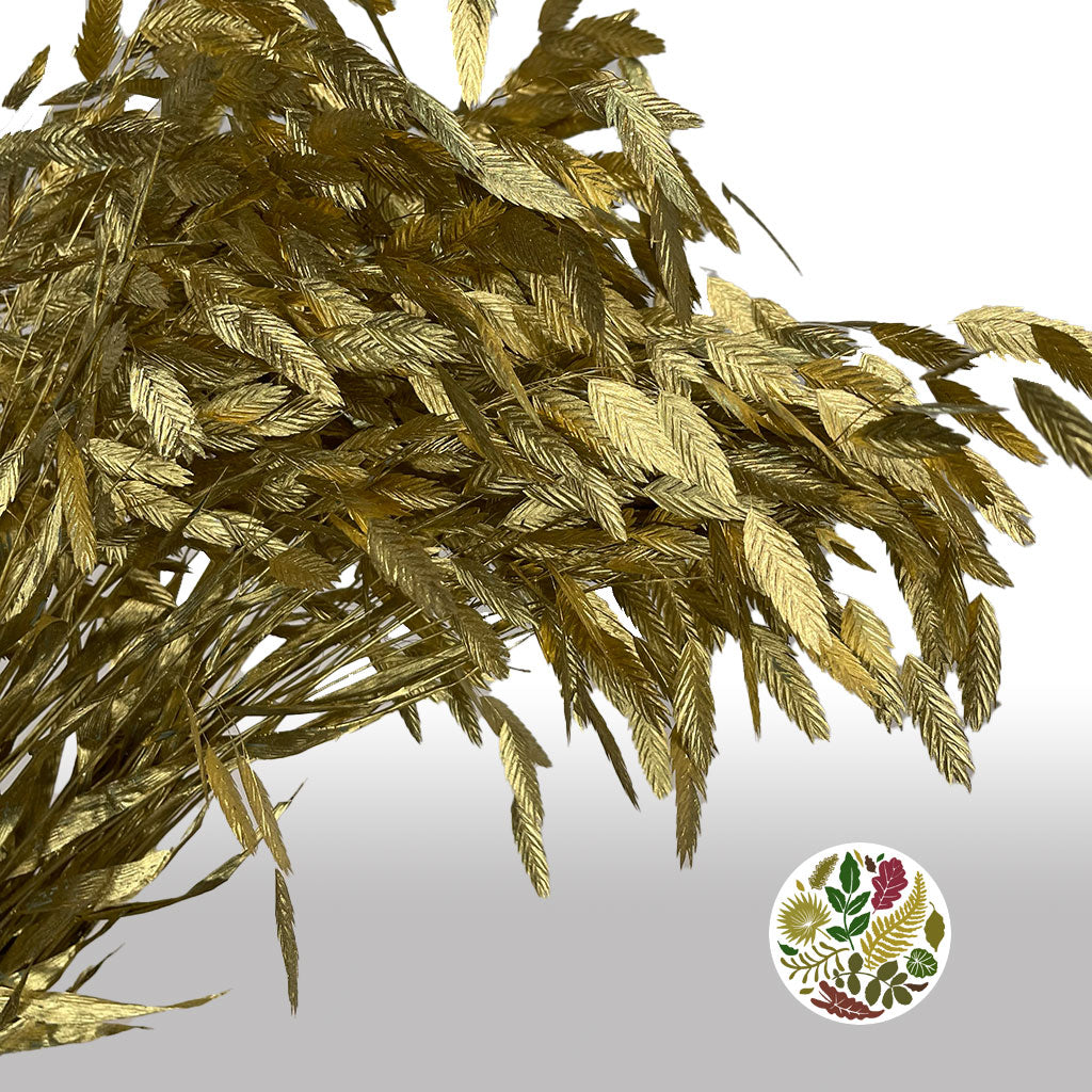 Grass &#39;Sea Oats&#39; (Painted) (Various Colours) (x50)