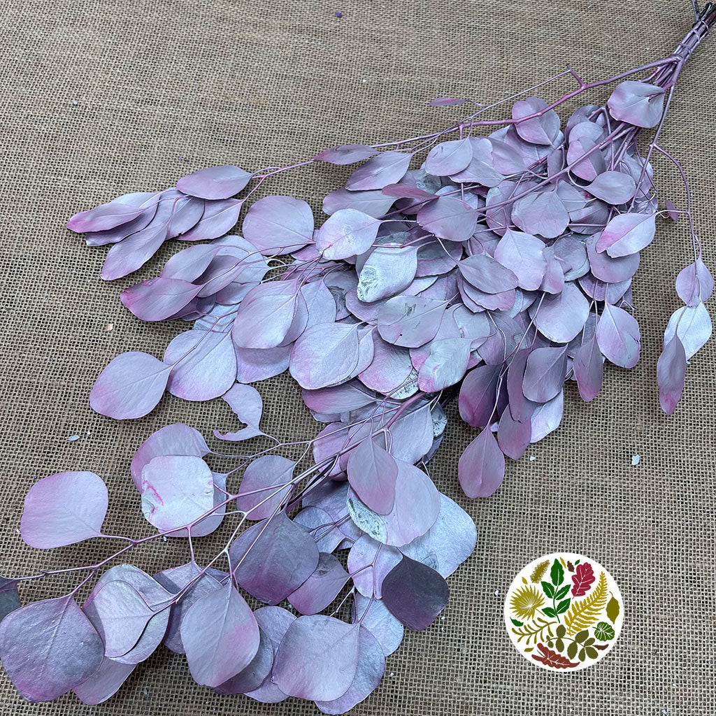 Eucalyptus &#39;Populus&#39; (Preserved) (Painted) (DRY)