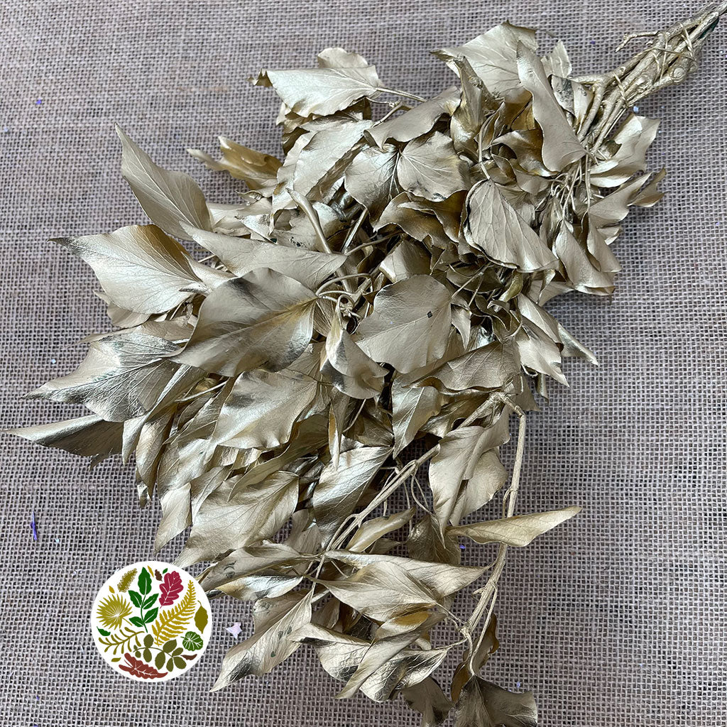 Ivy 'Foliage' (Preserved & Painted) (DRY) (Various Colours)