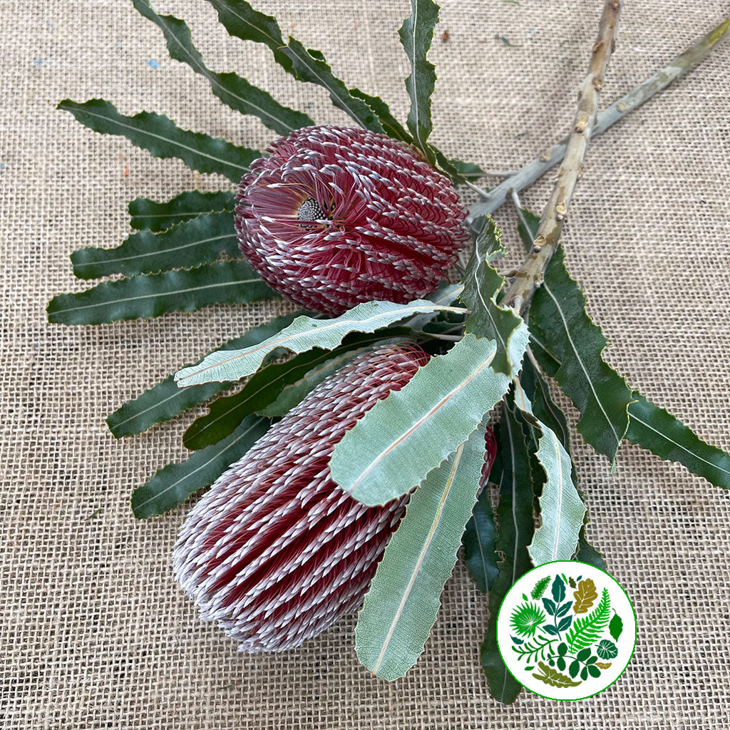 Protea &#39;Banksia&#39; (Menziesii) (Various Lengths)