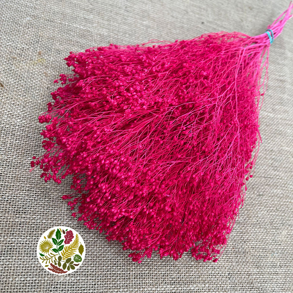 Broom &#39;Flower&#39; (Various Colours) (DRY) (100g)