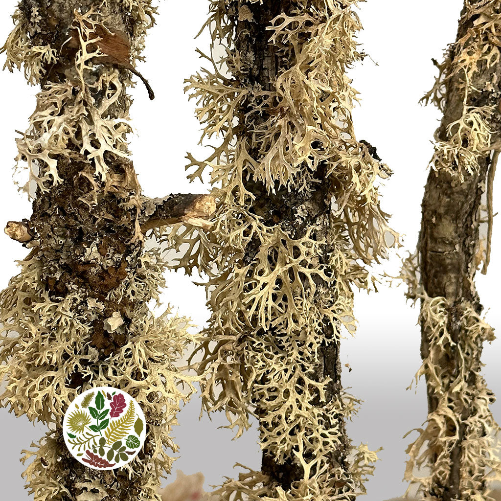 Screen 'Oakmoss Stems' (DRY) (Various Sizes)