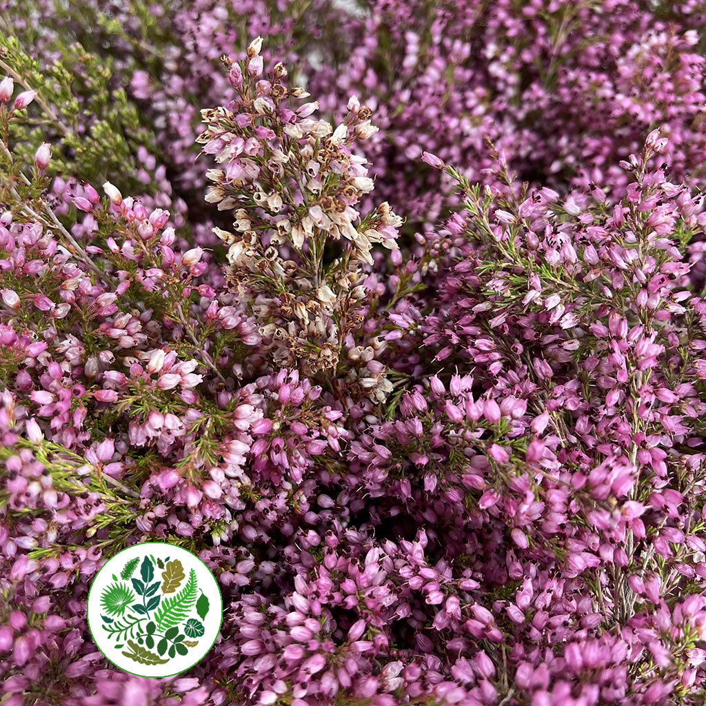 Spring Pink Heather Heather (Erica) Pink (Various Sizes) - Porters Foliage Ltd