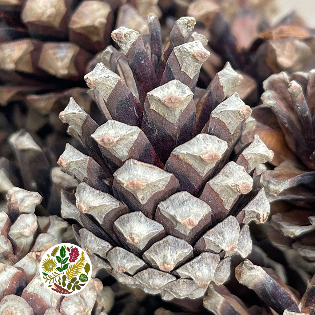 Cones &#39;Silvester&#39; (Natural) (DRY) (Various Sizes)