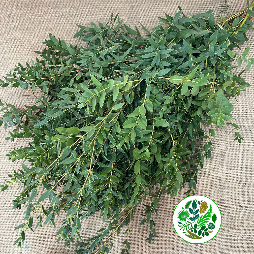 Eucalyptus 'Parvifolia' (Cultivated E) (Various Lengths)