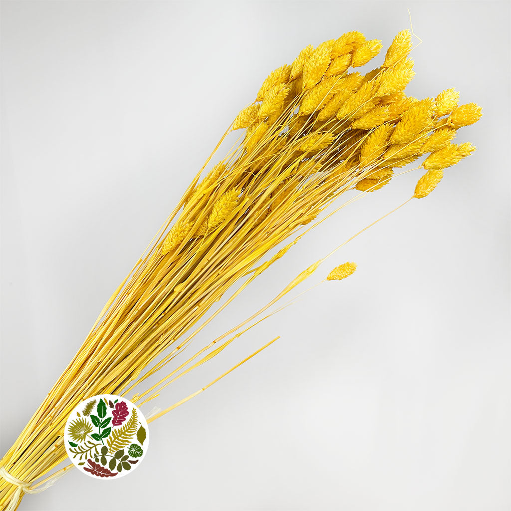 Grass 'Phalaris' (Painted) (DRY) (Various Colours)