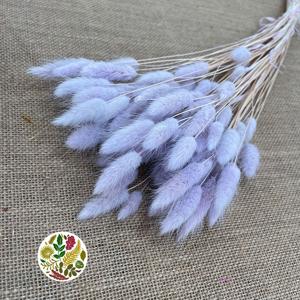 Grass 'Lagurus' (Painted/Bleached) (DRY) (Various Colours)