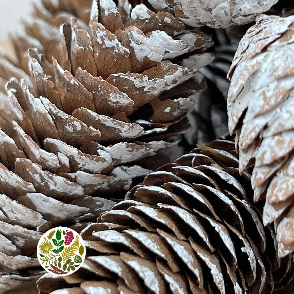 Cones 'Spruce' (White Wash) (L6-8cm) (Various Sizes)
