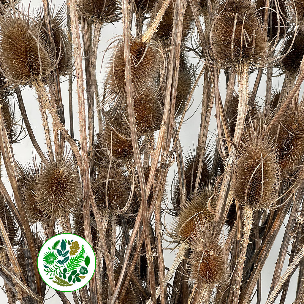 Teasels (Wild) (Various Sizes)