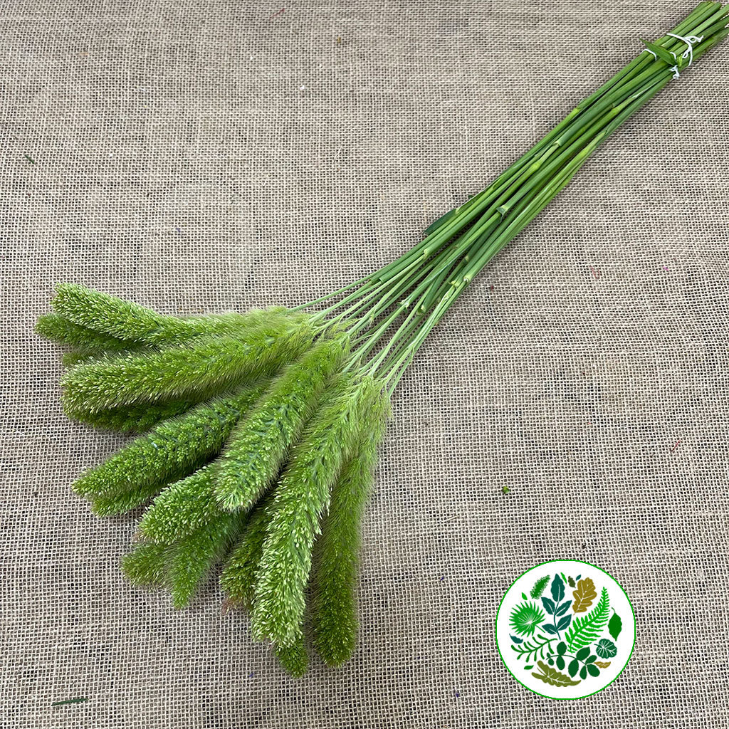 Setaria Italica 'Volle Melk' Grass (Various Lengths)