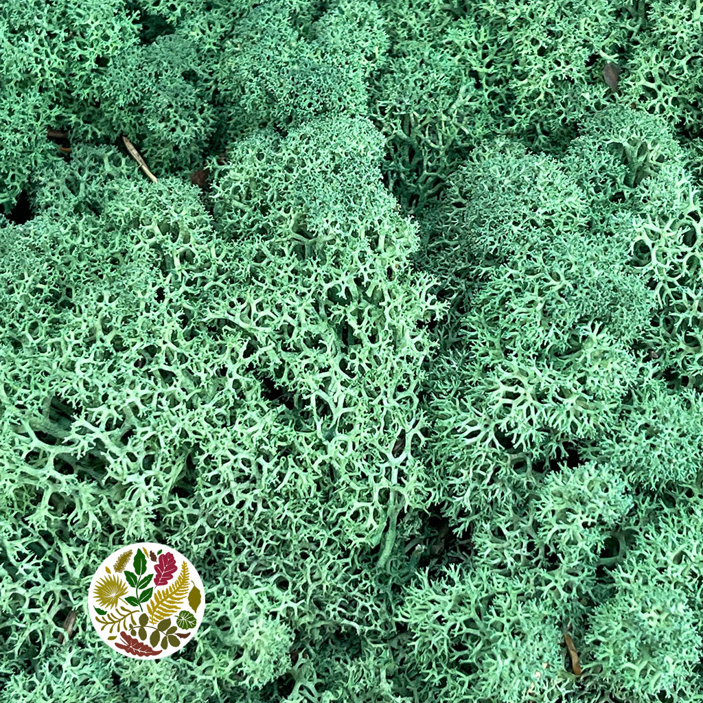 Moss 'Reindeer' (DRY) (Various Colours) (500g)