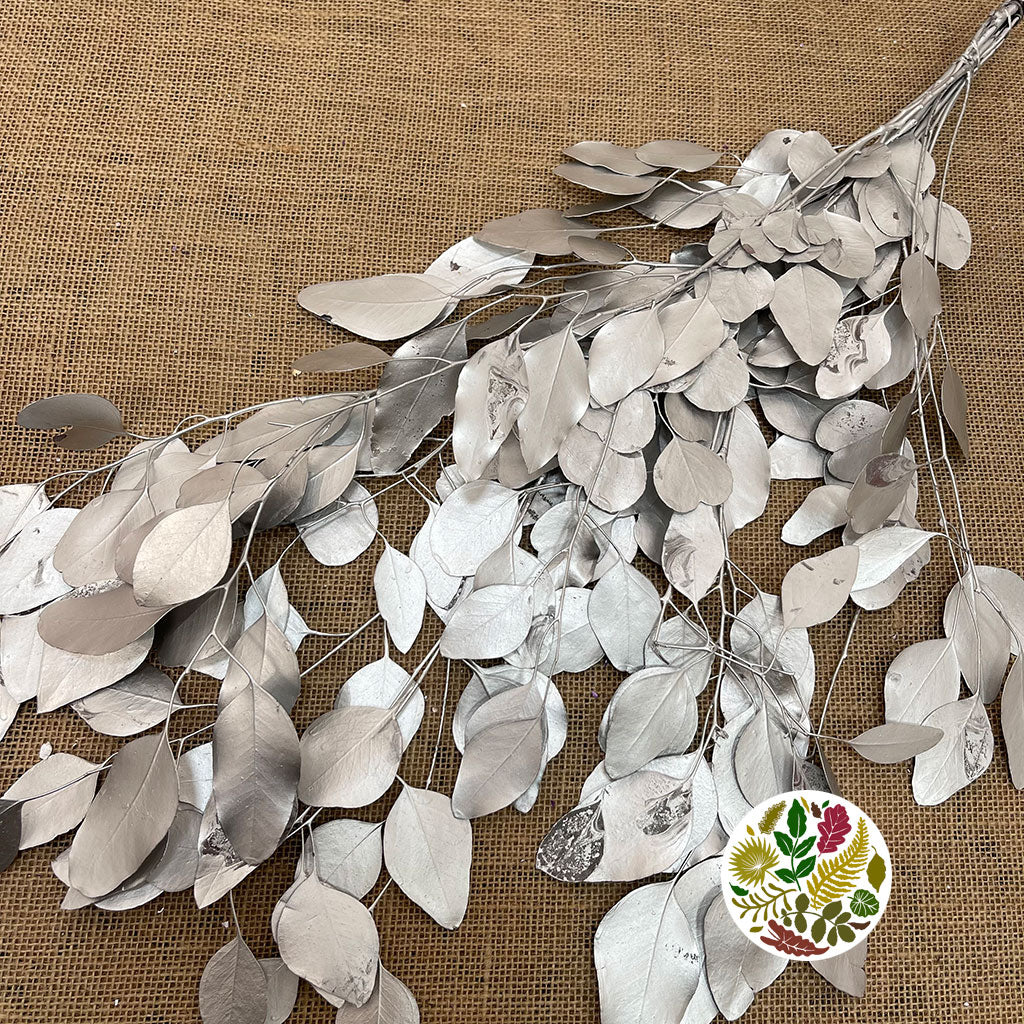 Eucalyptus &#39;Populus&#39; (Preserved) (Painted) (DRY)