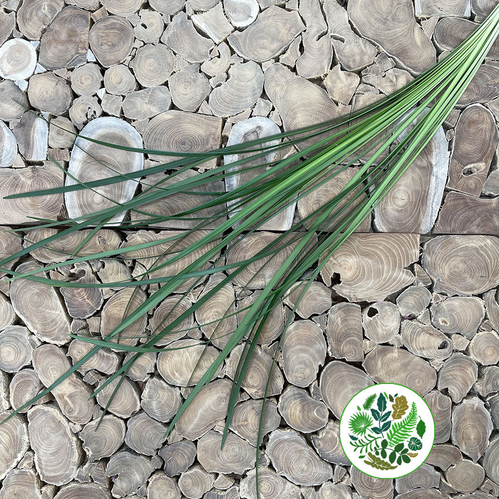 Lily Grass (Liriope Green) (Various Sizes)