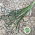 Lily Grass (Liriope Green) (Various Sizes)