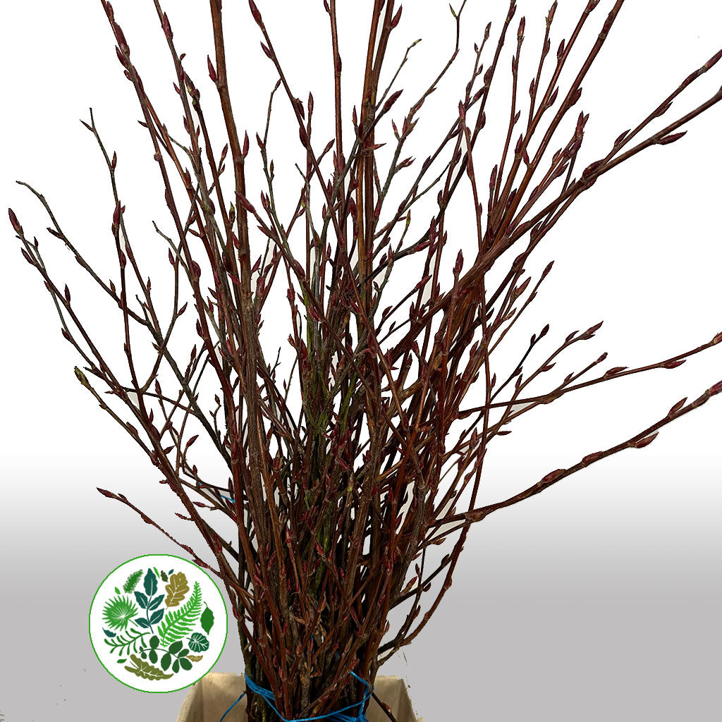 Flowering Currant (Wild) (Various Sizes)