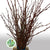 Flowering Currant (Wild) (Various Sizes)