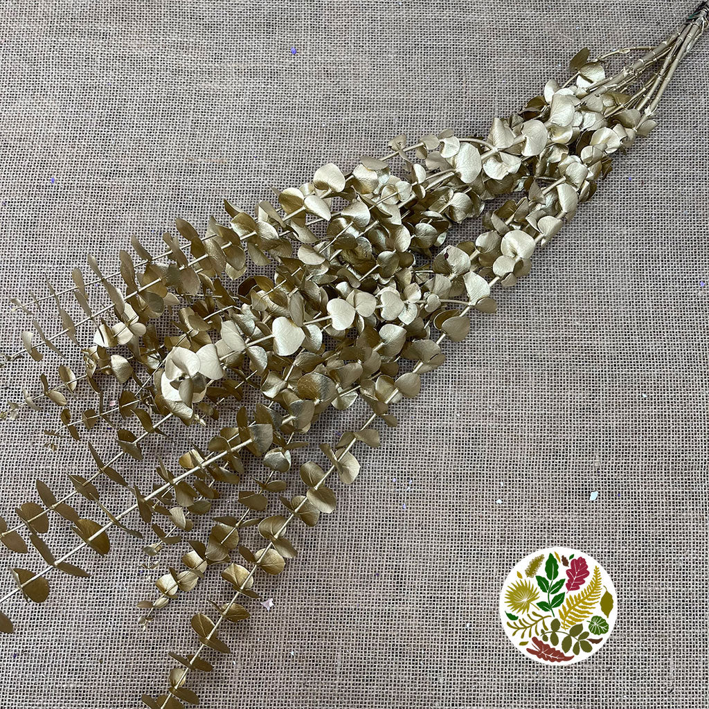 Eucalyptus 'Baby Blue' (Preserved & Painted) (DRY) (Various Colours)