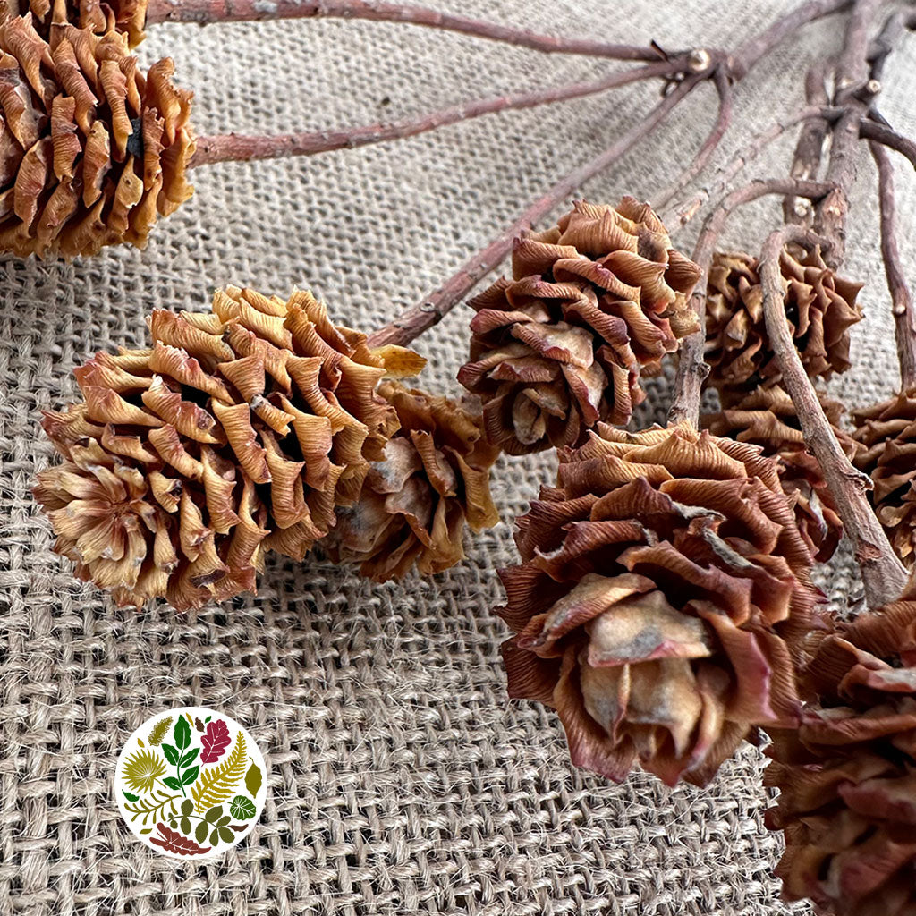 Cones &#39;Salignum&#39; (DRY) 4-6 Heads (3pcs) 26cm