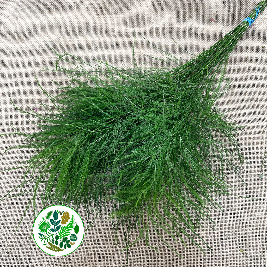 Fern 'Asparagus' (Tree Fern) (Various Lengths)