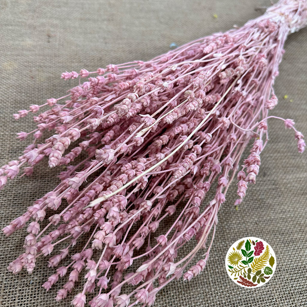 Lavender &#39;Flower&#39; (Coloured) (DRY) 45cm (100g)