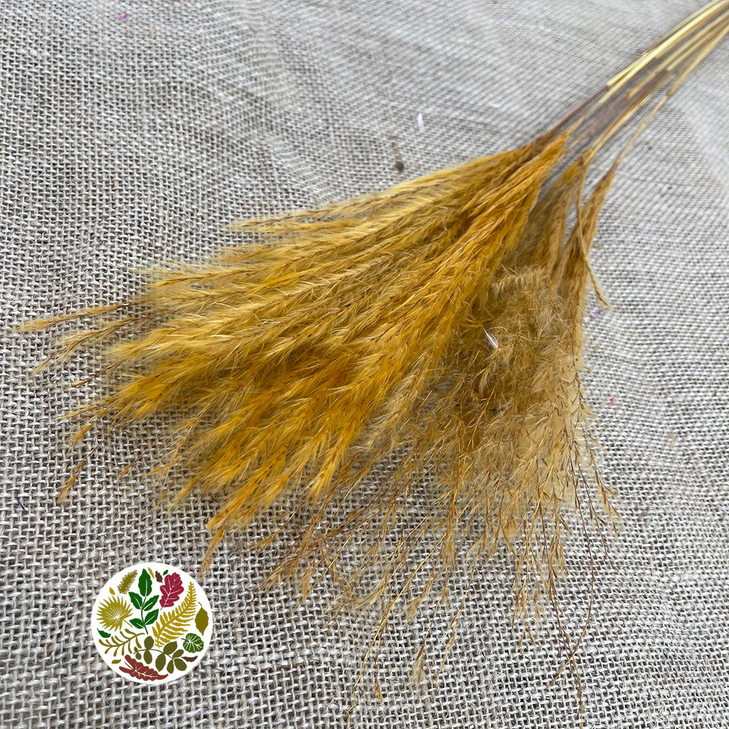 Grass 'Fluffy Silver Grass' (Various Colours) 70cm (DRY)