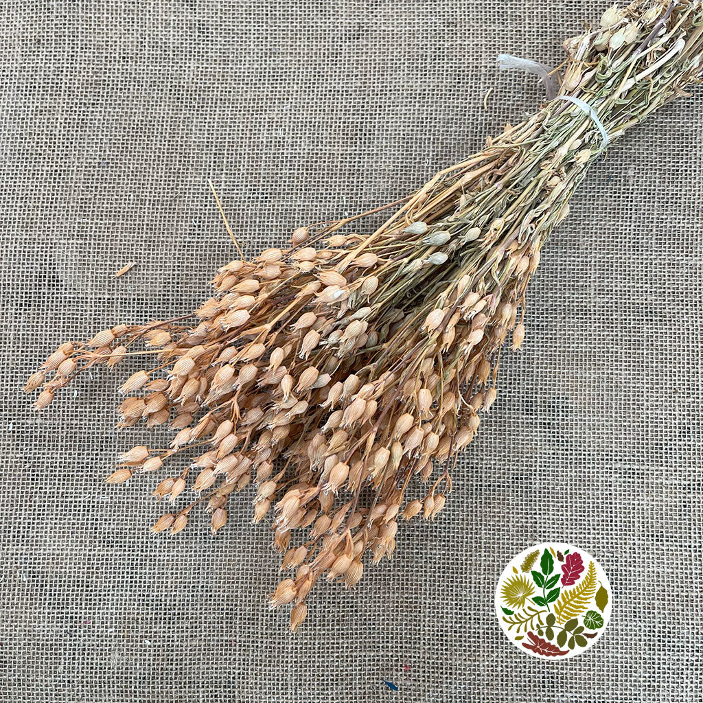 Grass 'Silene Conica' (Coloured Various) (DRY) 40cm