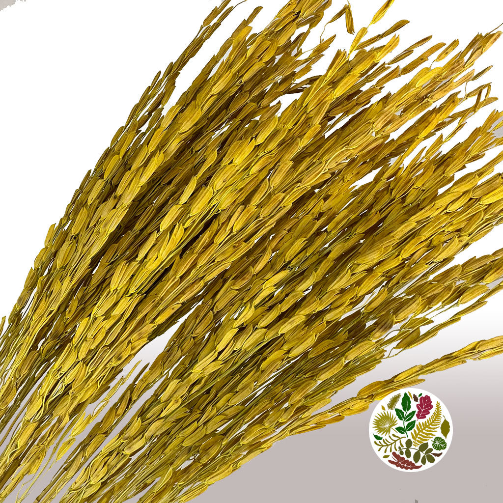 Rice Grass &#39;Oryza&#39; (Yellow) (DRY)