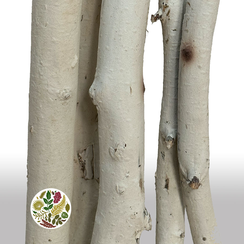 Birch 'Sticks' (Natural) (Various Heights)