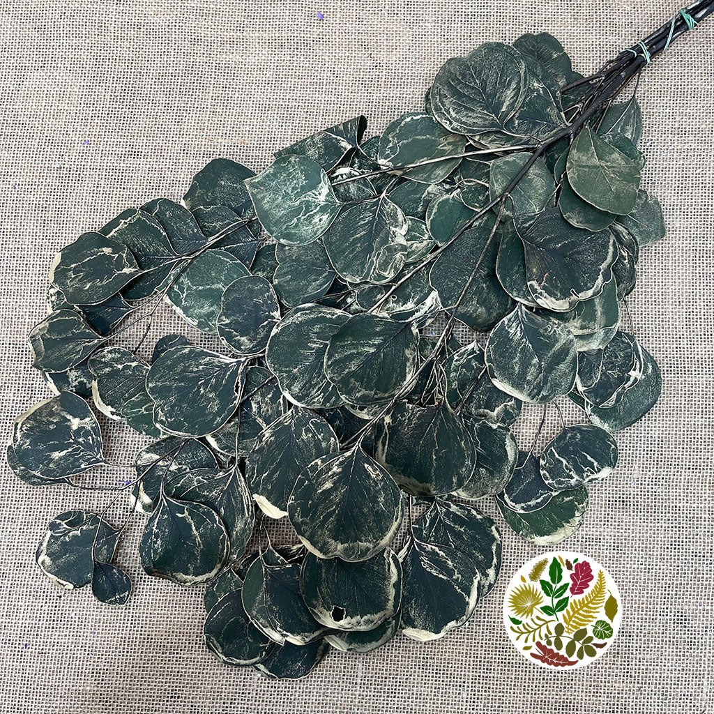 Eucalyptus &#39;Populus&#39; (Preserved) (Painted) (DRY)