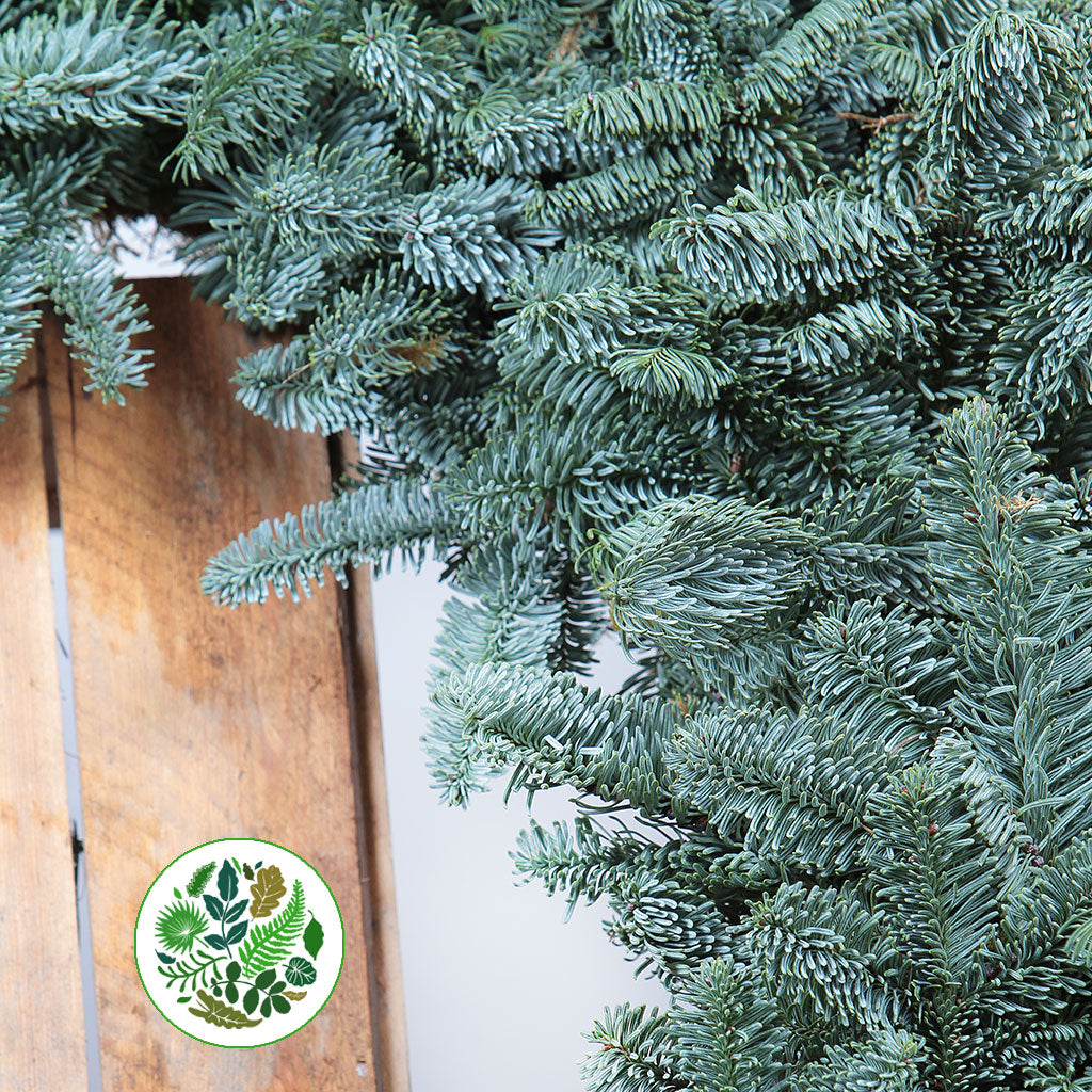 &#39;Blue Pine&#39; Wreaths (Various Sizes) (Metal Mossed Frames)