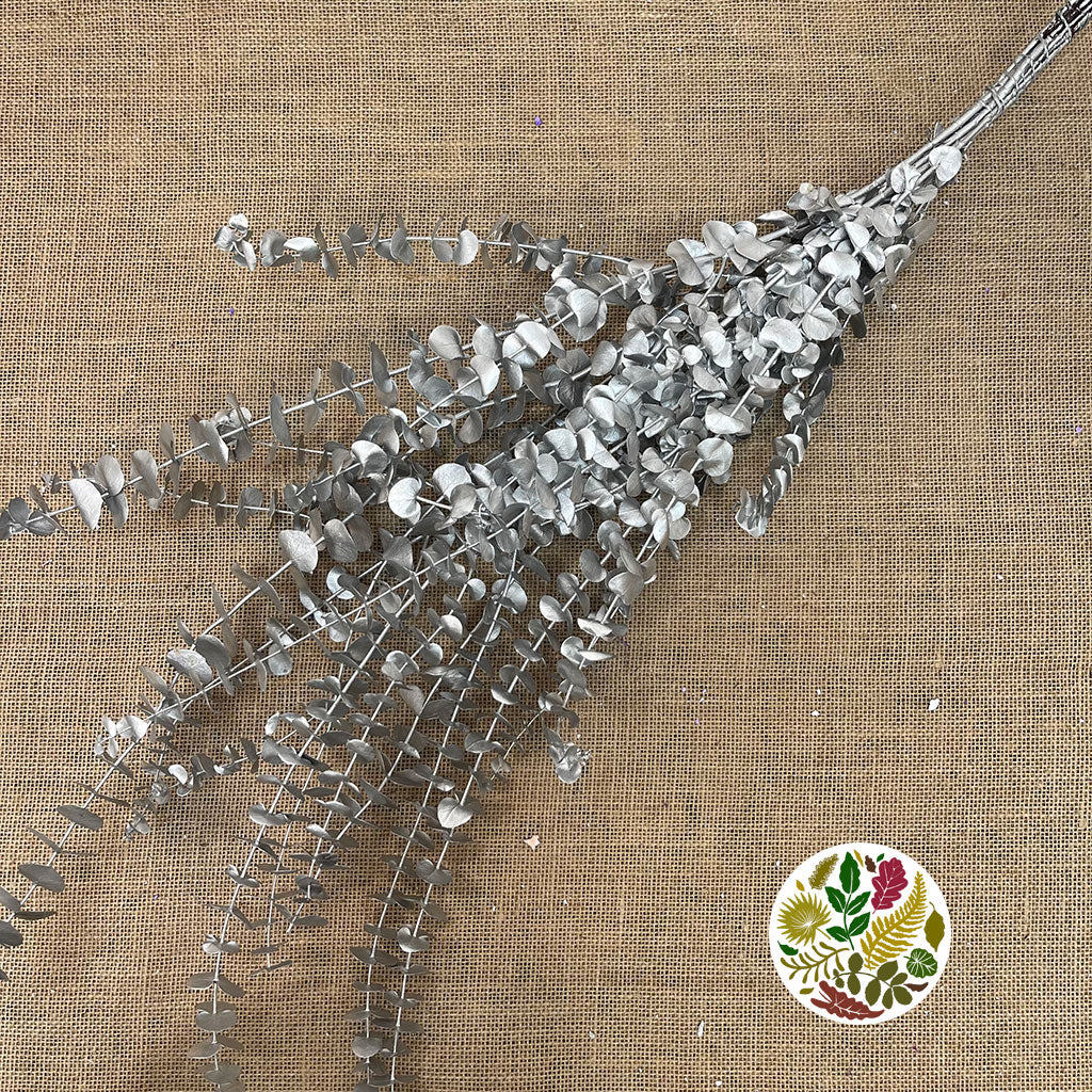 Eucalyptus 'Baby Blue' (Preserved & Painted) (DRY) (Various Colours)