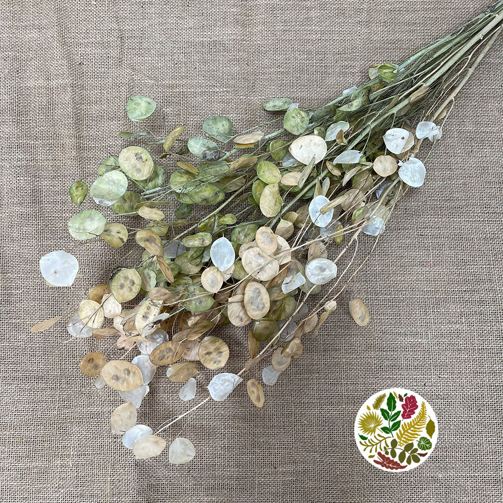 Lunaria (Natural) (DRY) (Various Sizes)