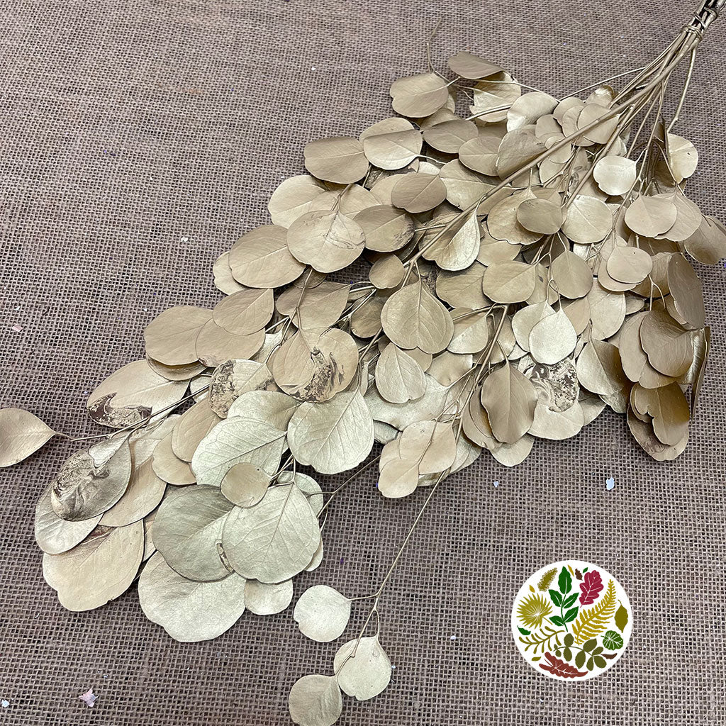 Eucalyptus &#39;Populus&#39; (Preserved) (Painted) (DRY)