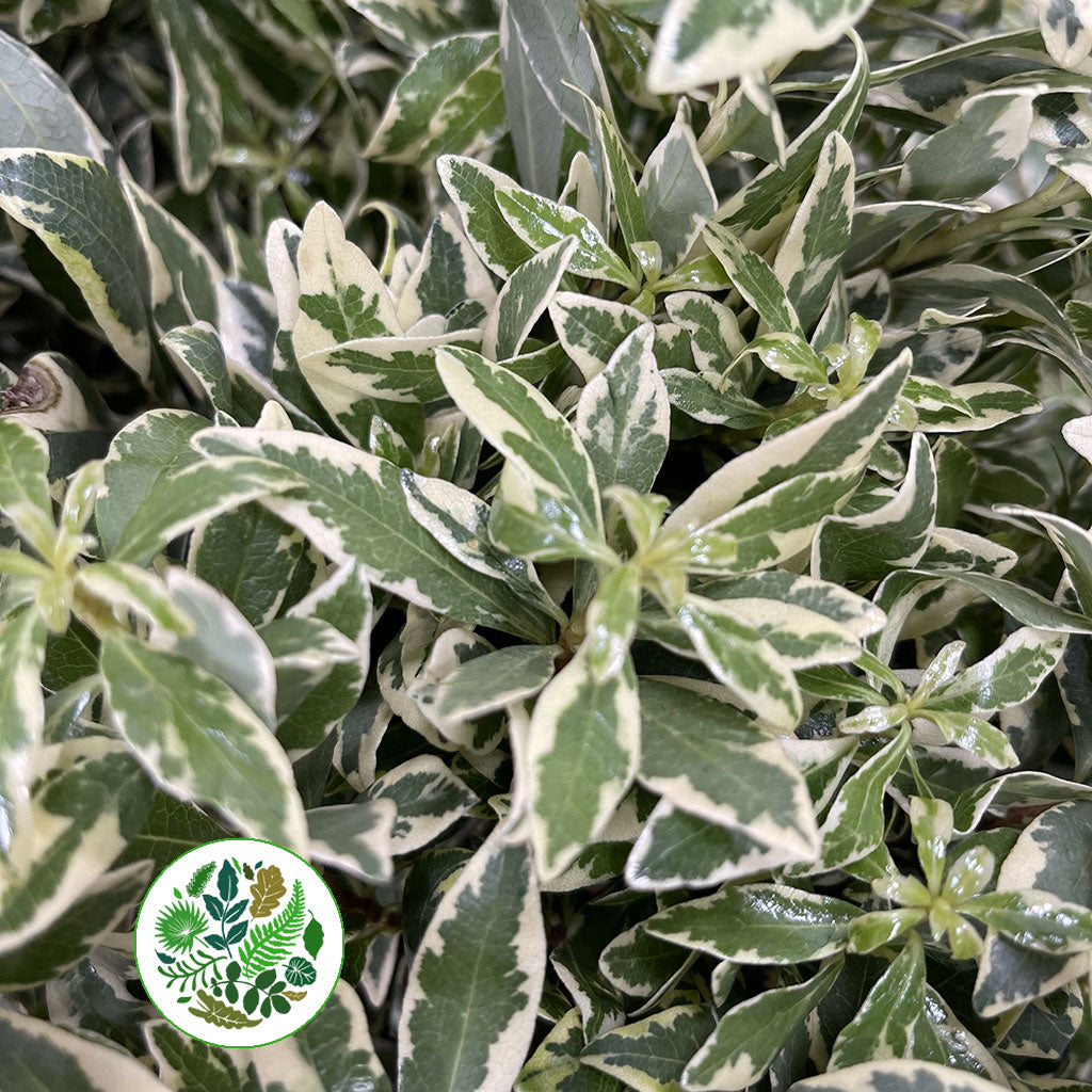 Pittosporum 'Veriegated' (Tall Mini) (Various Lengths)