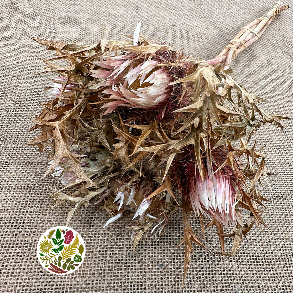 Thistle' Spray' (Natural) (DRY) 70cm