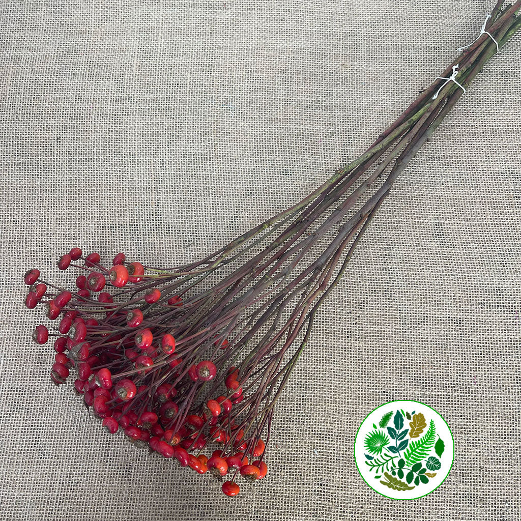 Rose Hips 'Sensational Fantasy' (Various Heights)