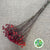 Rose Hips 'Sensational Fantasy' (Various Heights)