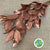 Magnolia 'Foliage' (Painted Metalic) (Various Colours) 80cm (400g)
